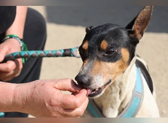 Prince - neugierig, offen und zutraulich