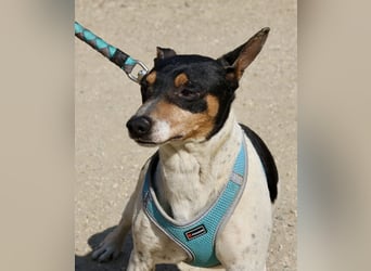 Prince - zutraulich, freundlich und aufmerksam