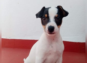 SAURON-gut sozialisierter, unbeschwerter, liebenswerter Bub sucht seine liebevolle Für-immer-Familie