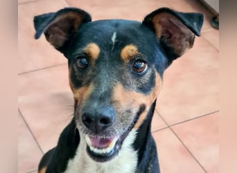 KOBE-anpassungsfähiger, ausgeglichener Bub sucht liebevolles Für-immer-Zuhause