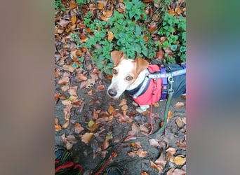 TUTU-wartet in 46459 Rees sehnsüchtig auf sein Für-immer-Zuhause