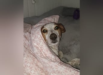 TUTU-wartet in 46459 Rees sehnsüchtig auf sein Für-immer-Zuhause