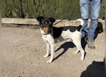 YAGO-fröhlicher Herzenshund sucht Nähe und liebevolles Zuhause