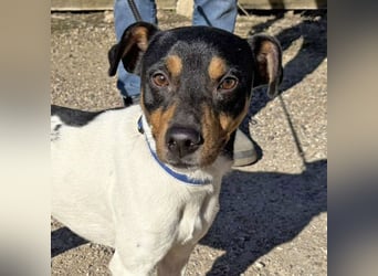 YAGO-fröhlicher Herzenshund sucht Nähe und liebevolles Zuhause