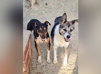 KOBE-anpassungsfähiger, ausgeglichener Bub sucht liebevolles Für-immer-Zuhause