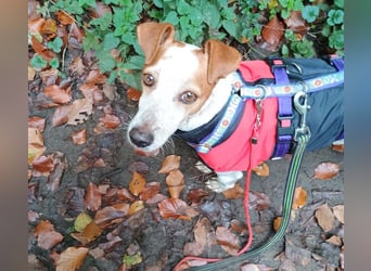 TUTU-wartet in 46459 Rees sehnsüchtig auf sein Für-immer-Zuhause