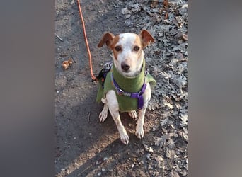 TUTU-wartet in 46459 Rees sehnsüchtig auf sein Für-immer-Zuhause