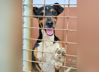 KOBE-anpassungsfähiger, ausgeglichener Bub sucht liebevolles Für-immer-Zuhause