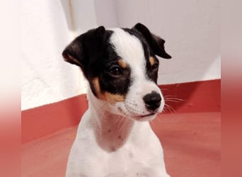 SAURON-gut sozialisierter, unbeschwerter, liebenswerter Bub sucht seine liebevolle Für-immer-Familie