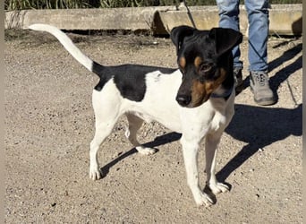 YAGO-fröhlicher Herzenshund sucht Nähe und liebevolles Zuhause