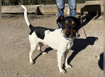 YAGO-fröhlicher Herzenshund sucht Nähe und liebevolles Zuhause