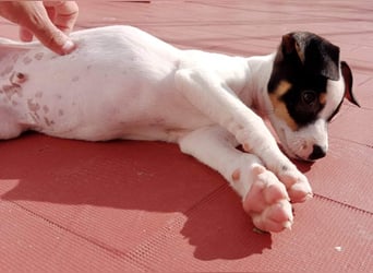 SAURON-gut sozialisierter, unbeschwerter, liebenswerter Bub sucht seine liebevolle Für-immer-Familie