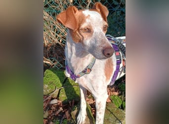 TUTU-wartet in 46459 Rees sehnsüchtig auf sein Für-immer-Zuhause