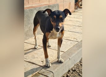 KOBE-anpassungsfähiger, ausgeglichener Bub sucht liebevolles Für-immer-Zuhause