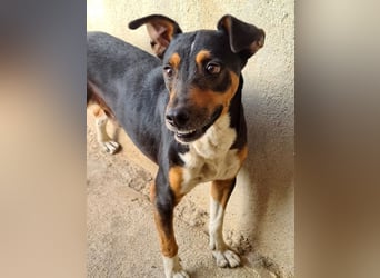 KOBE-anpassungsfähiger, ausgeglichener Bub sucht liebevolles Für-immer-Zuhause