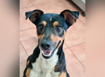 KOBE-anpassungsfähiger, ausgeglichener Bub sucht liebevolles Für-immer-Zuhause