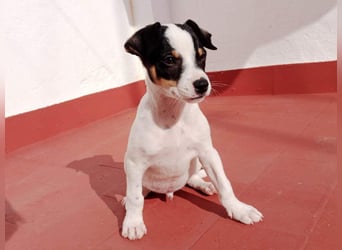 SAURON-gut sozialisierter, unbeschwerter, liebenswerter Bub sucht seine liebevolle Für-immer-Familie