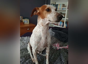 TUTU-wartet in 46459 Rees sehnsüchtig auf sein Für-immer-Zuhause