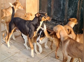 KOBE-anpassungsfähiger, ausgeglichener Bub sucht liebevolles Für-immer-Zuhause