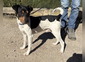 YAGO-fröhlicher Herzenshund sucht Nähe und liebevolles Zuhause