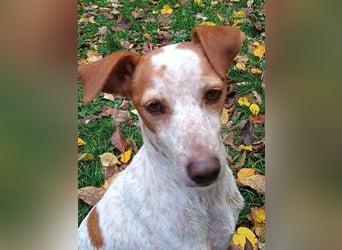 TUTU-wartet in 46459 Rees sehnsüchtig auf sein Für-immer-Zuhause