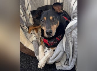 Rocco – ein idealer Begleiter in allen Lebenslagen