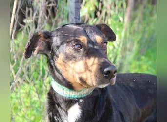 Rocco – ein idealer Begleiter in allen Lebenslagen