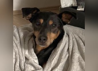 Rocco – ein idealer Begleiter in allen Lebenslagen