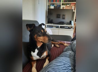 Rocco – ein idealer Begleiter in allen Lebenslagen