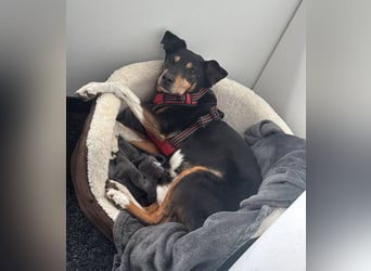 Rocco – ein idealer Begleiter in allen Lebenslagen