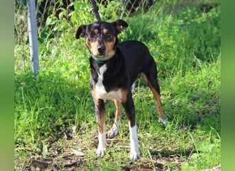 Rocco – ein idealer Begleiter in allen Lebenslagen