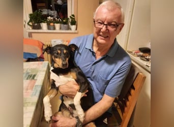 Rocco – ein idealer Begleiter in allen Lebenslagen