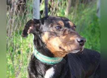 Rocco – ein idealer Begleiter in allen Lebenslagen