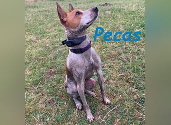 Pecas geb. 05/2022 (in Deutschland) - frech, klug und bereit fürs Abenteuer!