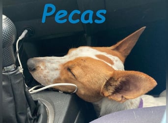 Pecas geb. 05/2022 (in Deutschland) - frech, klug und bereit fürs Abenteuer!