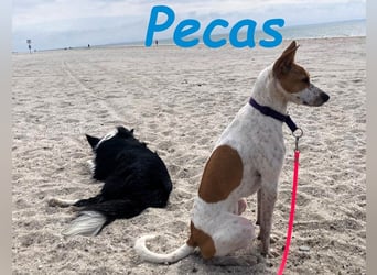 Pecas geb. 05/2022 (in Deutschland) - frech, klug und bereit fürs Abenteuer!