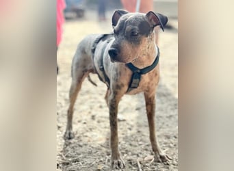 Grisa sucht einfühlsame Menschen Grisa sucht einfühlsame Menschen