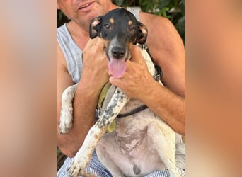 Giuseppe sucht liebevolle Menschen Giuseppe sucht liebevolle Menschen