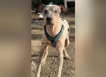 Grisa sucht einfühlsame Menschen Grisa sucht einfühlsame Menschen