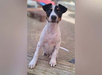 MARCO sucht ein liebevolles Zuhause