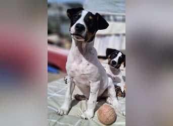 MARCO sucht ein liebevolles Zuhause