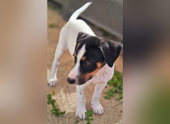 LEO sucht sein Zuhause