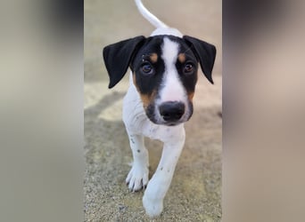 LEO sucht sein Zuhause