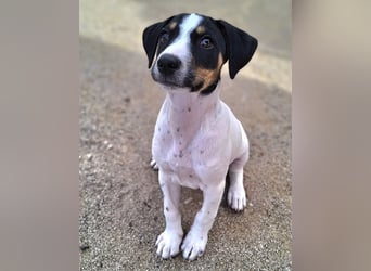 LEO sucht sein Zuhause