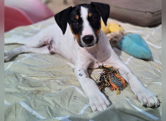 LEO sucht sein Zuhause