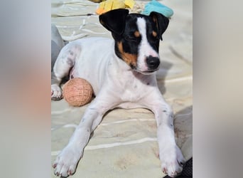 MARCO sucht ein liebevolles Zuhause