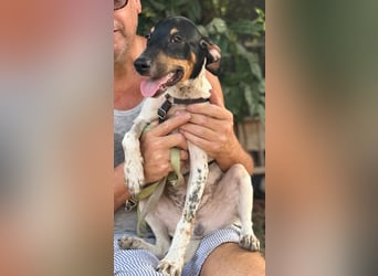 Giuseppe sucht liebevolle Menschen Giuseppe sucht liebevolle Menschen