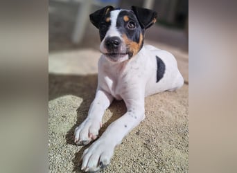 MARCO sucht ein liebevolles Zuhause