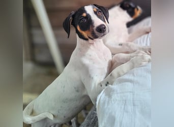 LEO sucht sein Zuhause