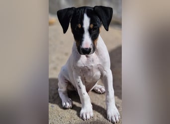 LEO sucht sein Zuhause